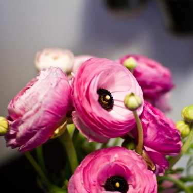 img_4446web