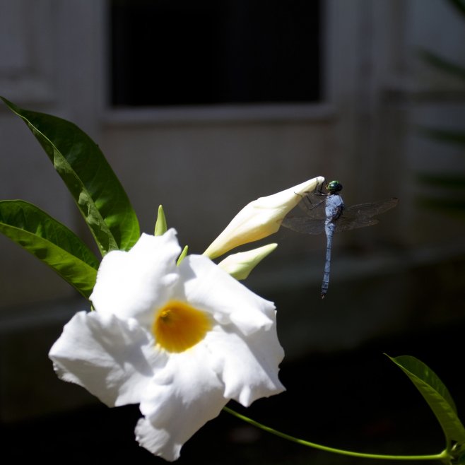 dragonfly-2010-shotbyjake-com_