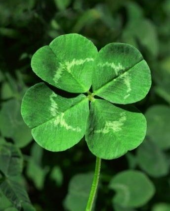 4leafclover.jpg