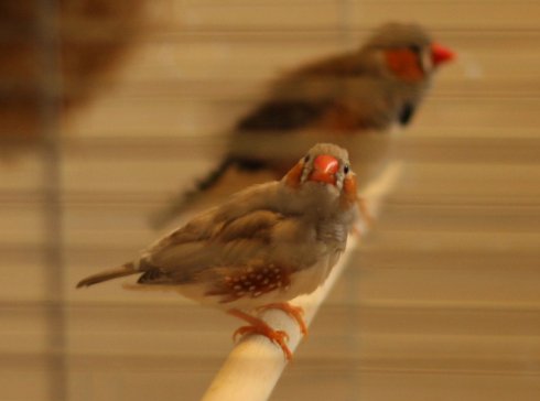 gerb1.jpg