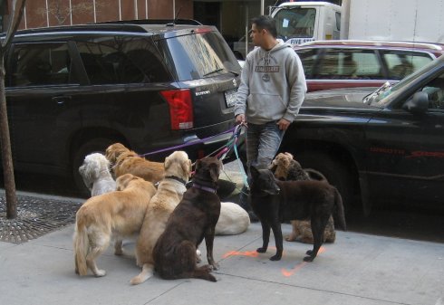 dog-walker.jpg