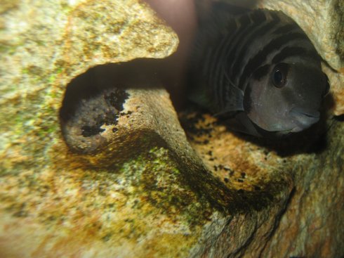 fishbabies.jpg