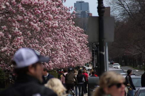 magnolias2.jpg