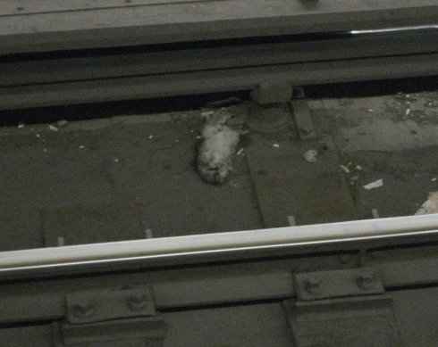 rat.jpg