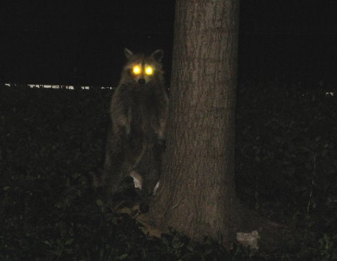 raccoon.jpg raccoon.jpg