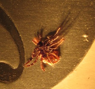 tick1